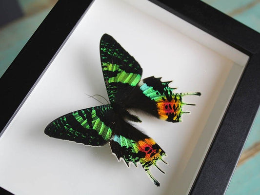 Urania ripheus or Sunset Moth in a Frame - www.Shopthatapp.com