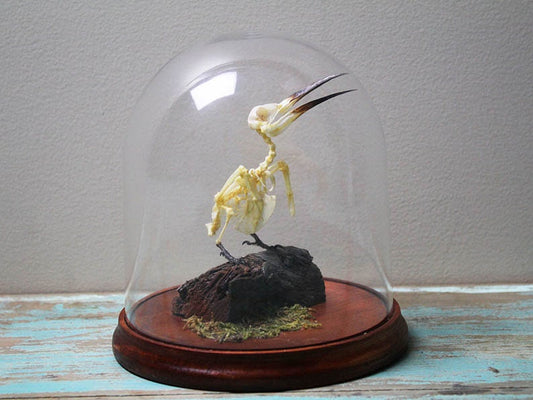 Bee-Eater Bird Skeleton in a Dome - www.Shopthatapp.com