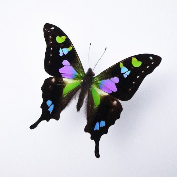 Graphium weiskii in a Black Frame - www.Shopthatapp.com