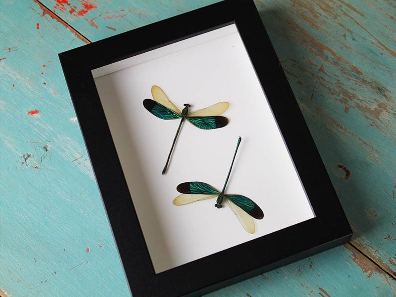 Green Damselflies in a frame - www.Shopthatapp.com