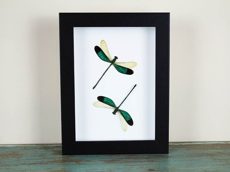Green Damselflies in a frame - www.Shopthatapp.com