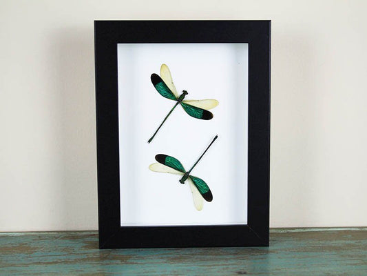 Green Damselflies in a frame - www.Shopthatapp.com