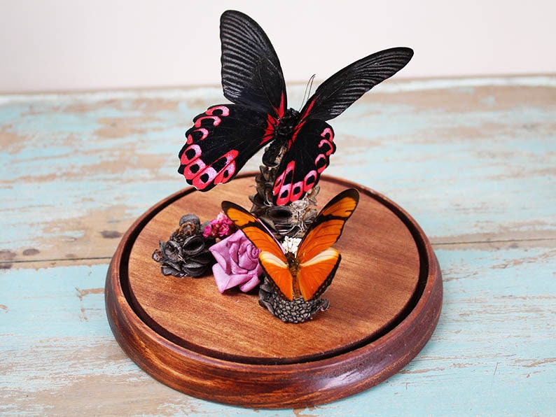 Papilio rumanzovia dans un dôme décoratif
