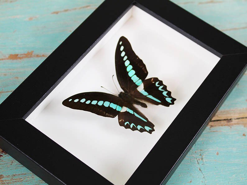 Blue Triangle Butterfly in a Frame - www.Shopthatapp.com
