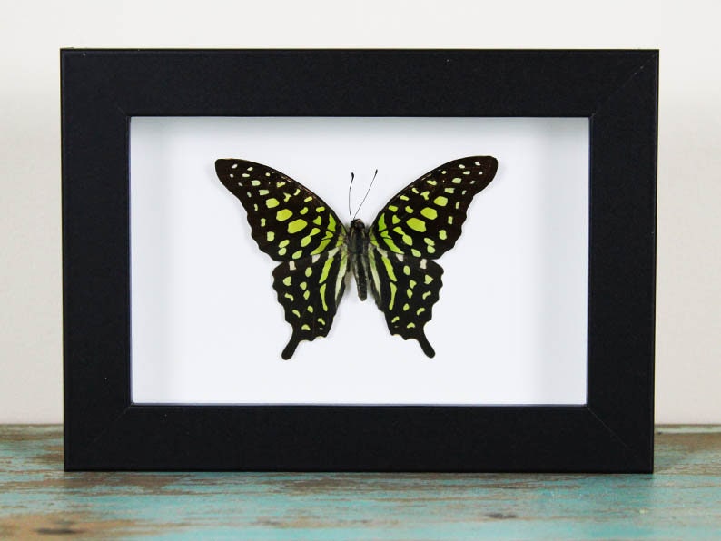 Papillon geai à queue dans un cadre