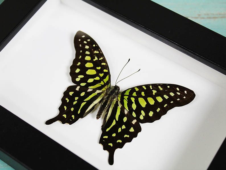 Papillon geai à queue dans un cadre