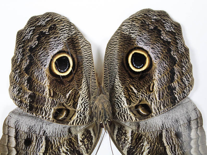 Papillon hibou dans un cadre