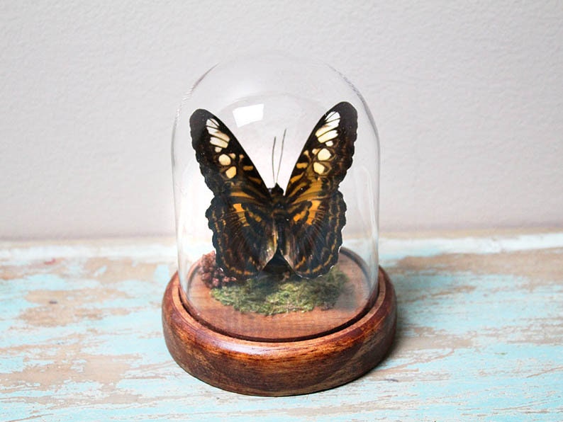 Papillon Clipper dans un dôme