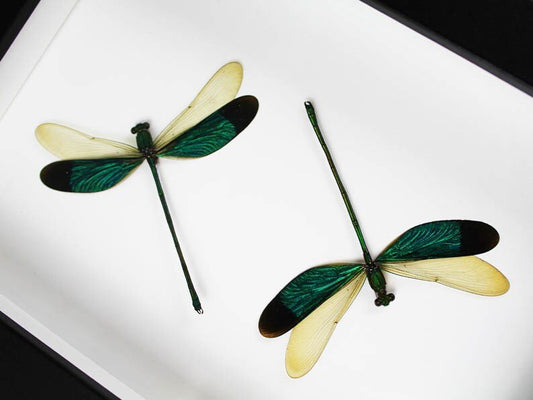 Green Damselflies in a frame - www.Shopthatapp.com