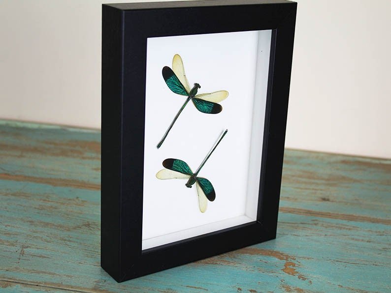 Green Damselflies in a frame - www.Shopthatapp.com
