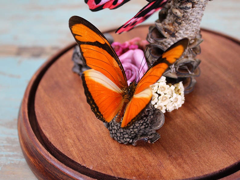 Papilio rumanzovia dans un dôme décoratif
