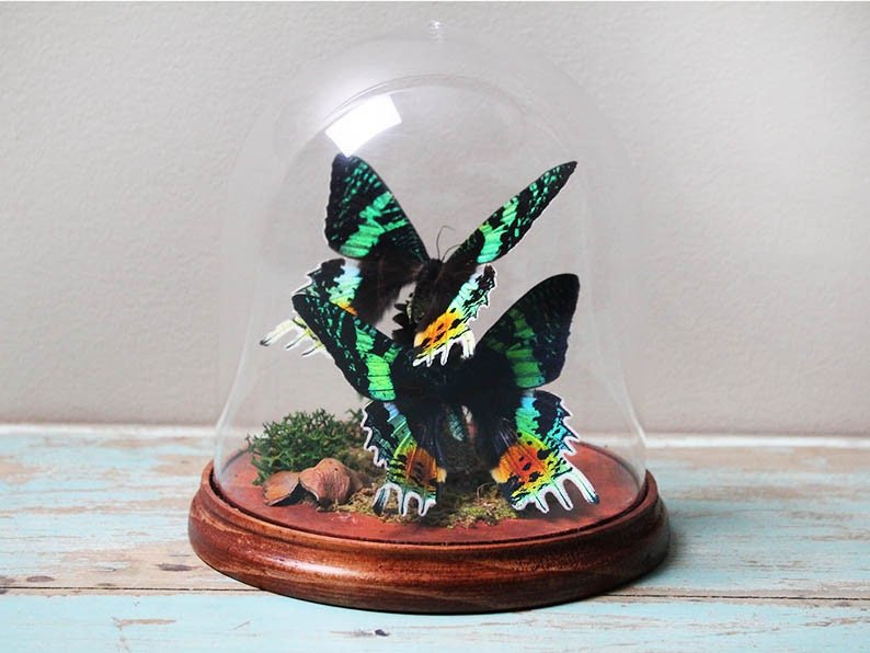 Sunset moth duo in a dome - www.Shopthatapp.com
