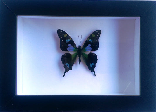 Graphium weiskii in a Black Frame - www.Shopthatapp.com