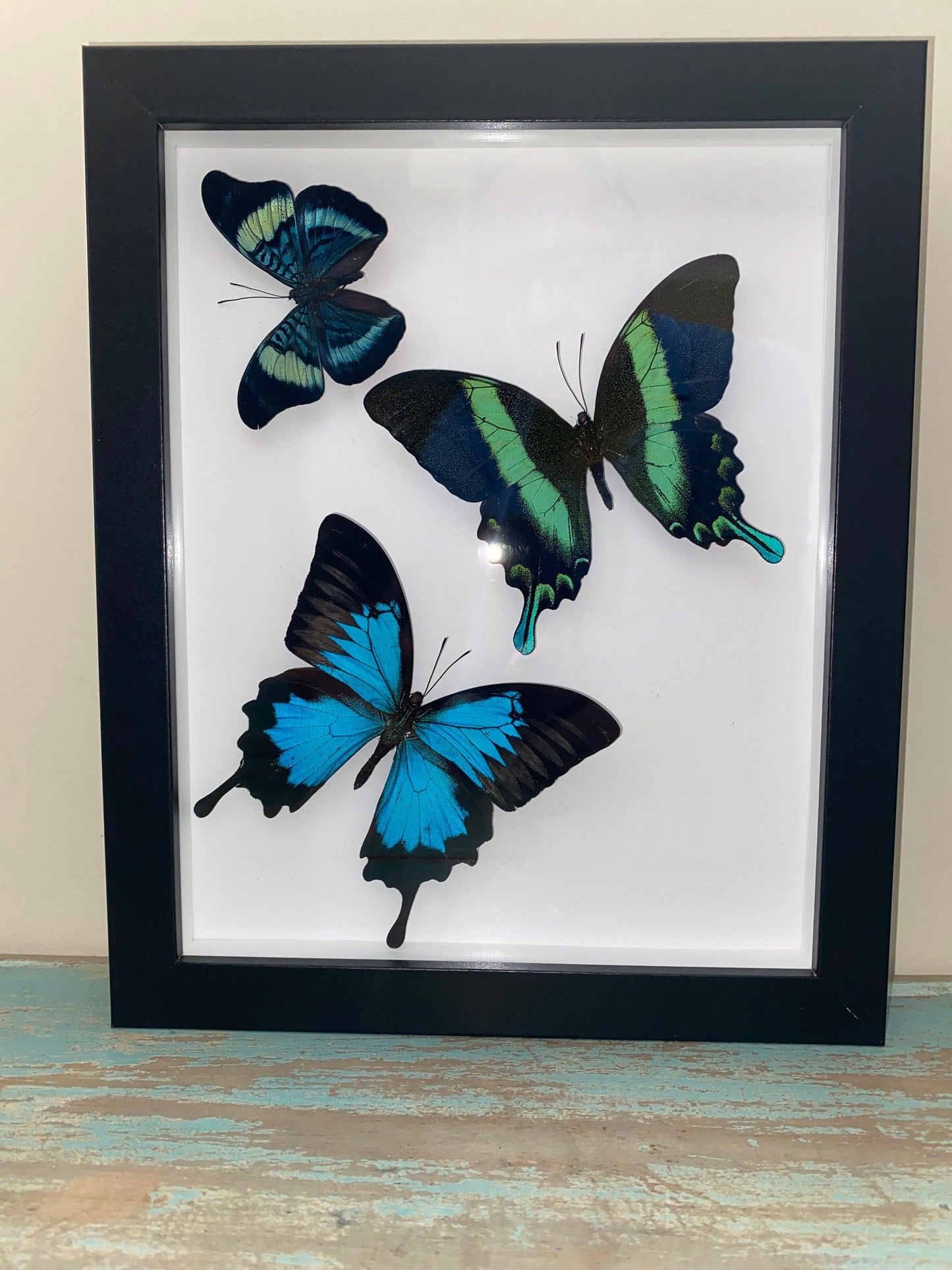 Swallowtail Swirl - www.Shopthatapp.com