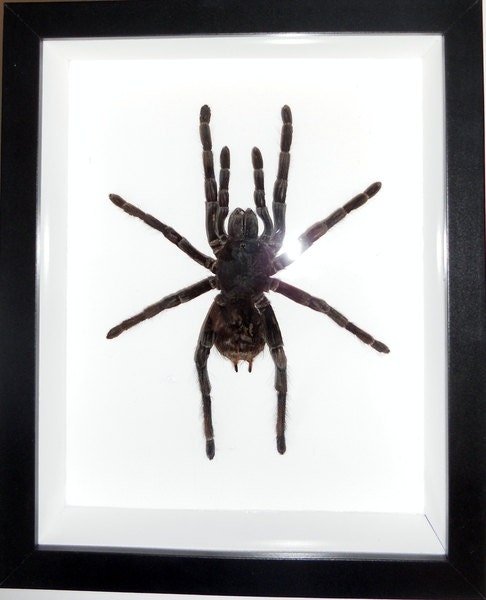 White Striped Tarantula Framed - Acanthoscurria juruenicola - www.Shopthatapp.com