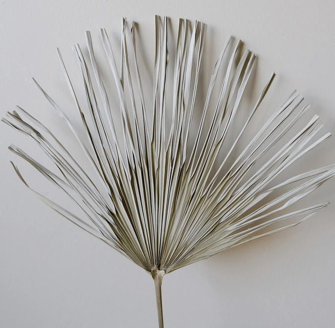 Natural Dried Palm Leaf - Set of 2 - www.Shopthatapp.com