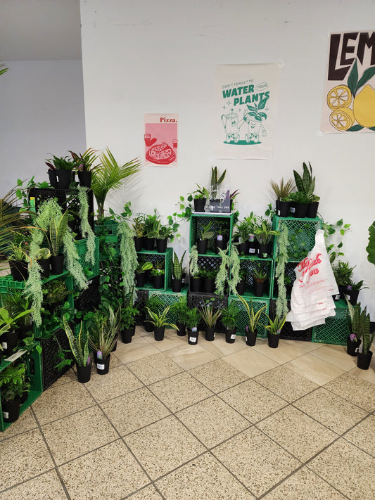 Plant Bar - www.Shopthatapp.com