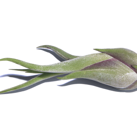 Tillandsia Caput - Madusae Air Plant Large - www.Shopthatapp.com