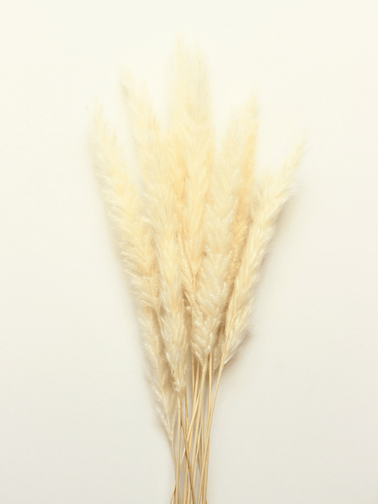 White Mini Pampas Grass - www.Shopthatapp.com