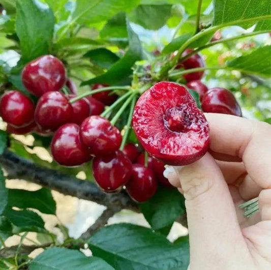 20 Cherry Seeds For Gardening And Home Improvement - www.Shopthatapp.com