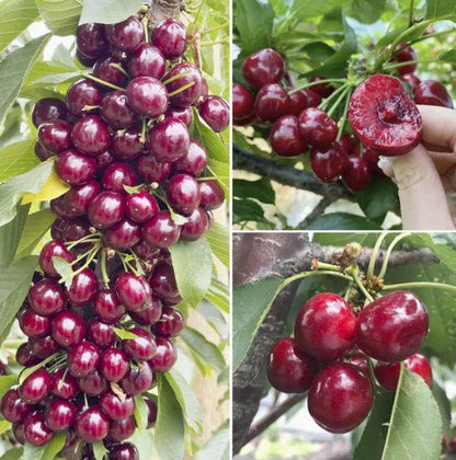 20 Cherry Seeds For Gardening And Home Improvement - www.Shopthatapp.com