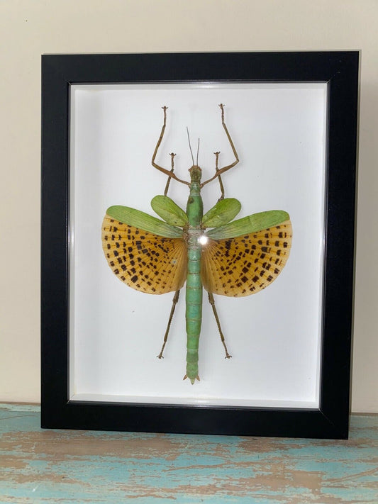 Paracyphocrania major dans un cadre