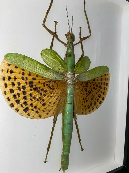 Paracyphocrania major in a Frame - www.Shopthatapp.com
