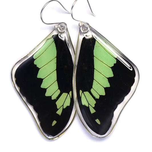 Papilio phorcas Stirling Silver Earrings