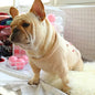 Christmas pet dog sweater - www.Shopthatapp.com