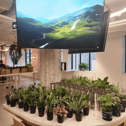 Bar à plantes