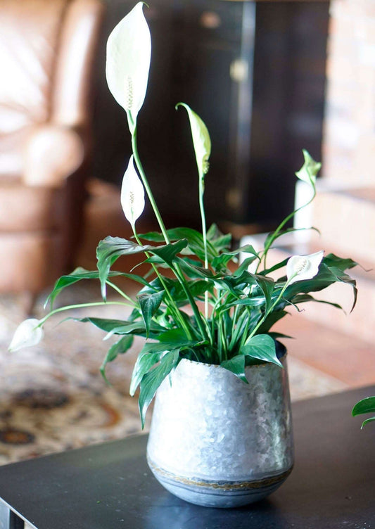 20% Off, Norris Vintage Planter, Light Galvanized - www.Shopthatapp.com