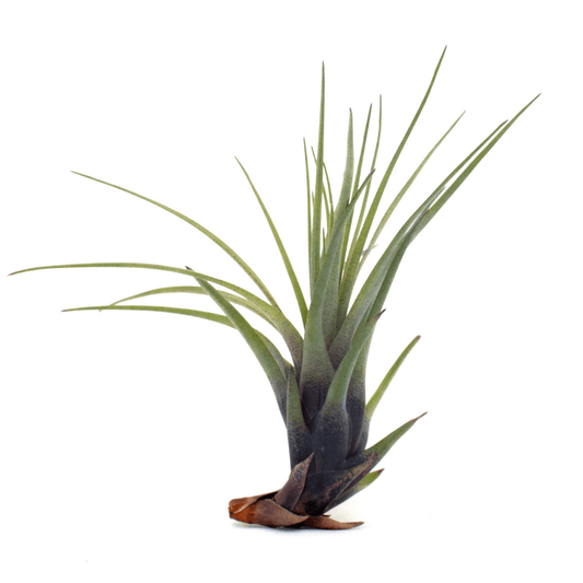 Ionantha Airplant - www.Shopthatapp.com