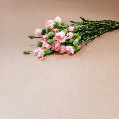 Spray Carnations Pink - www.Shopthatapp.com