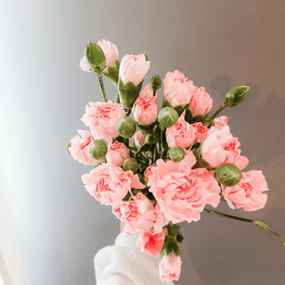 Spray Carnations Pink - www.Shopthatapp.com
