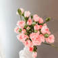 Spray Carnations Pink - www.Shopthatapp.com