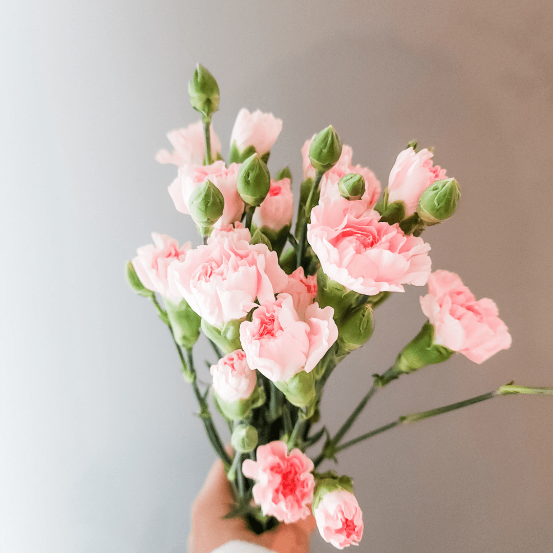 Spray Carnations Pink - www.Shopthatapp.com