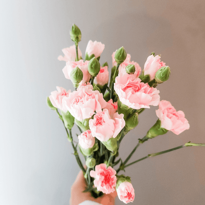 Spray Carnations Pink - www.Shopthatapp.com