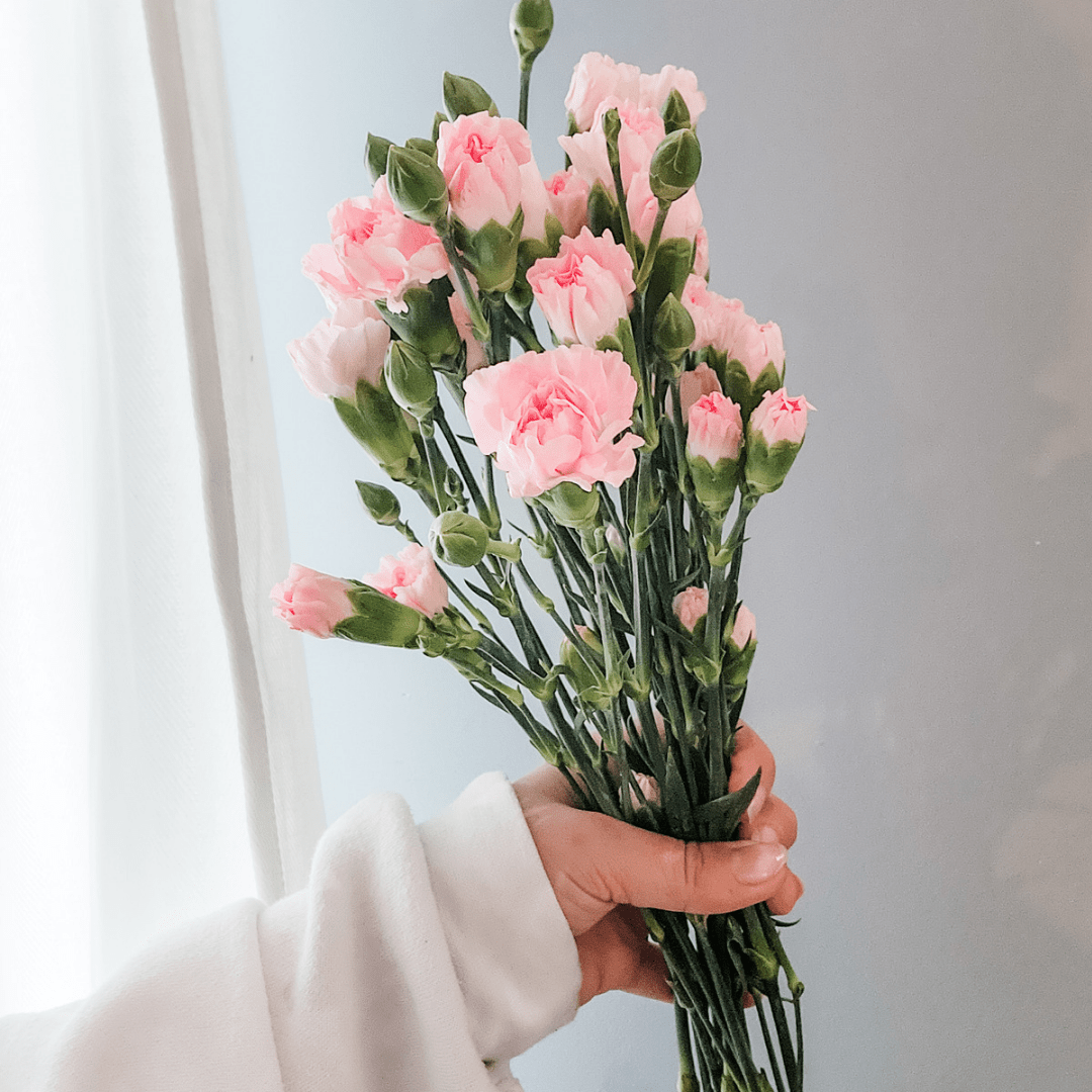 Spray Carnations Pink - www.Shopthatapp.com