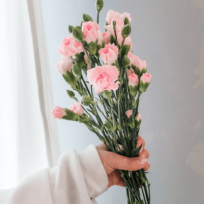 Spray Carnations Pink - www.Shopthatapp.com