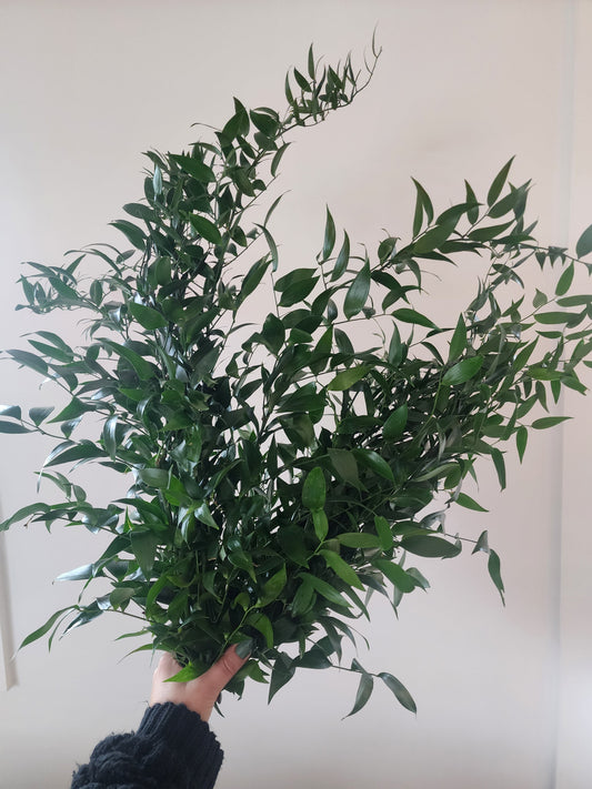 Bouquet de Ruscus