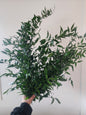 Ruscus Bunch - www.Shopthatapp.com