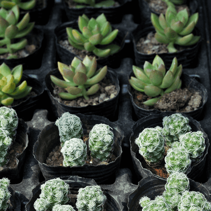 30 Assorted 1.5 Inch Colourful Assorted Succulents -  Event Favors - www.Shopthatapp.com