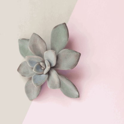 30 Assorted 1.5 Inch Colourful Assorted Succulents -  Event Favors - www.Shopthatapp.com