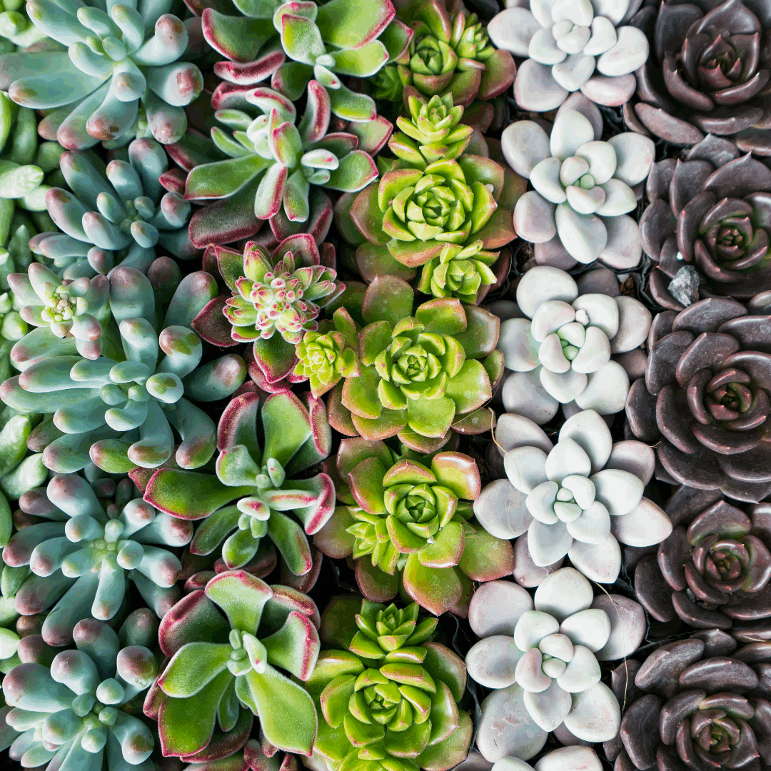 30 Assorted 1.5 Inch Colourful Assorted Succulents -  Event Favors - Www.Shopthatapp.com