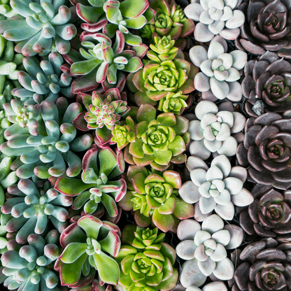 30 Assorted 1.5 Inch Colourful Assorted Succulents -  Event Favors - Www.Shopthatapp.com