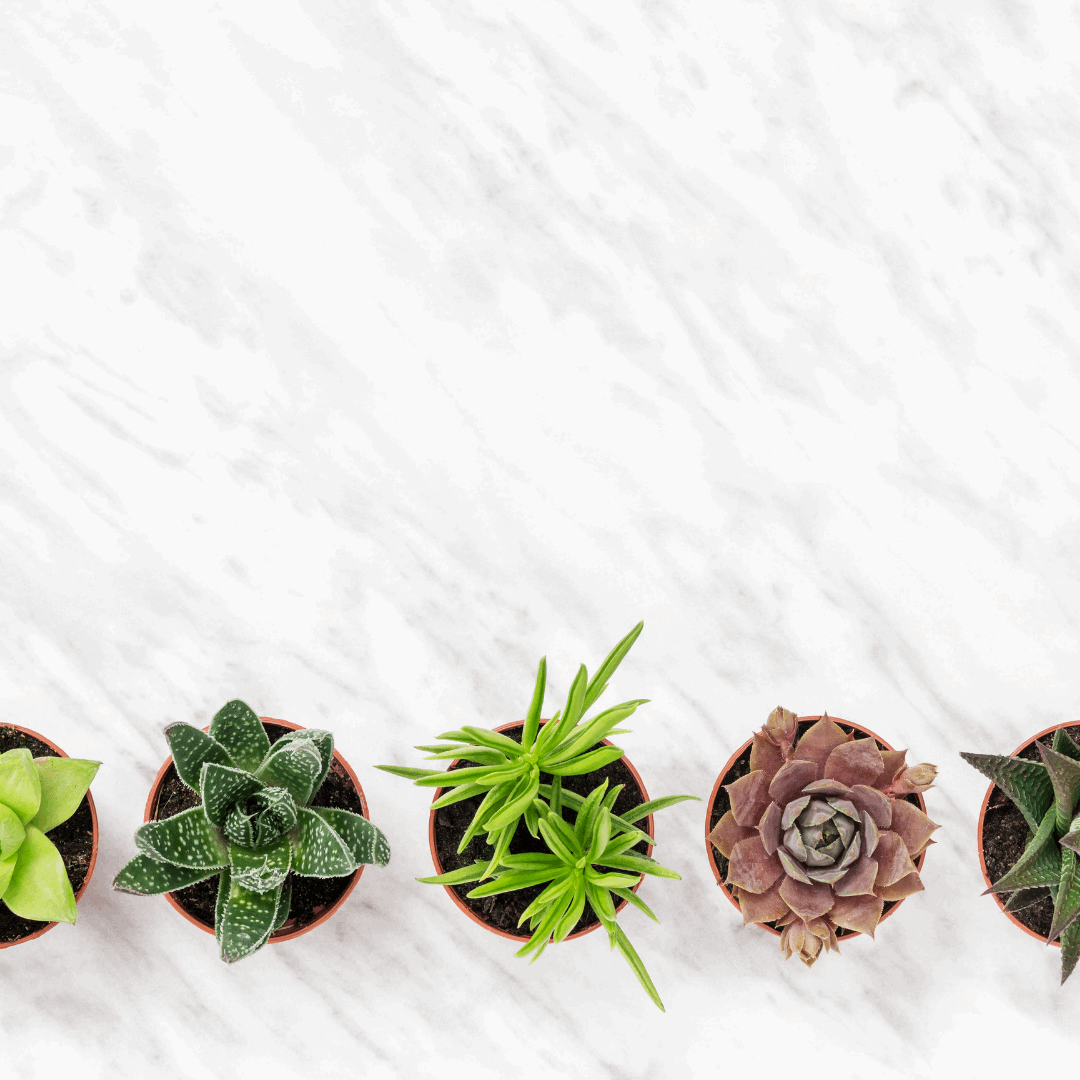 30 Assorted 1.5 Inch Colourful Assorted Succulents -  Event Favors - Www.Shopthatapp.com