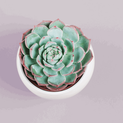 30 Assorted 1.5 Inch Colourful Assorted Succulents -  Event Favors - Www.Shopthatapp.com