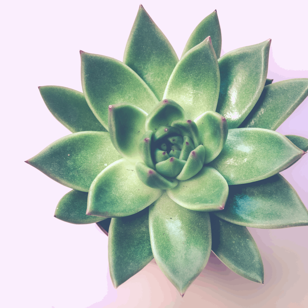 30 Assorted 1.5 Inch Colourful Assorted Succulents -  Event Favors - Www.Shopthatapp.com
