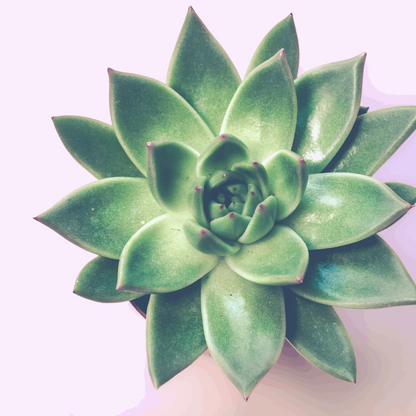 30 Assorted 1.5 Inch Colourful Assorted Succulents -  Event Favors - Www.Shopthatapp.com