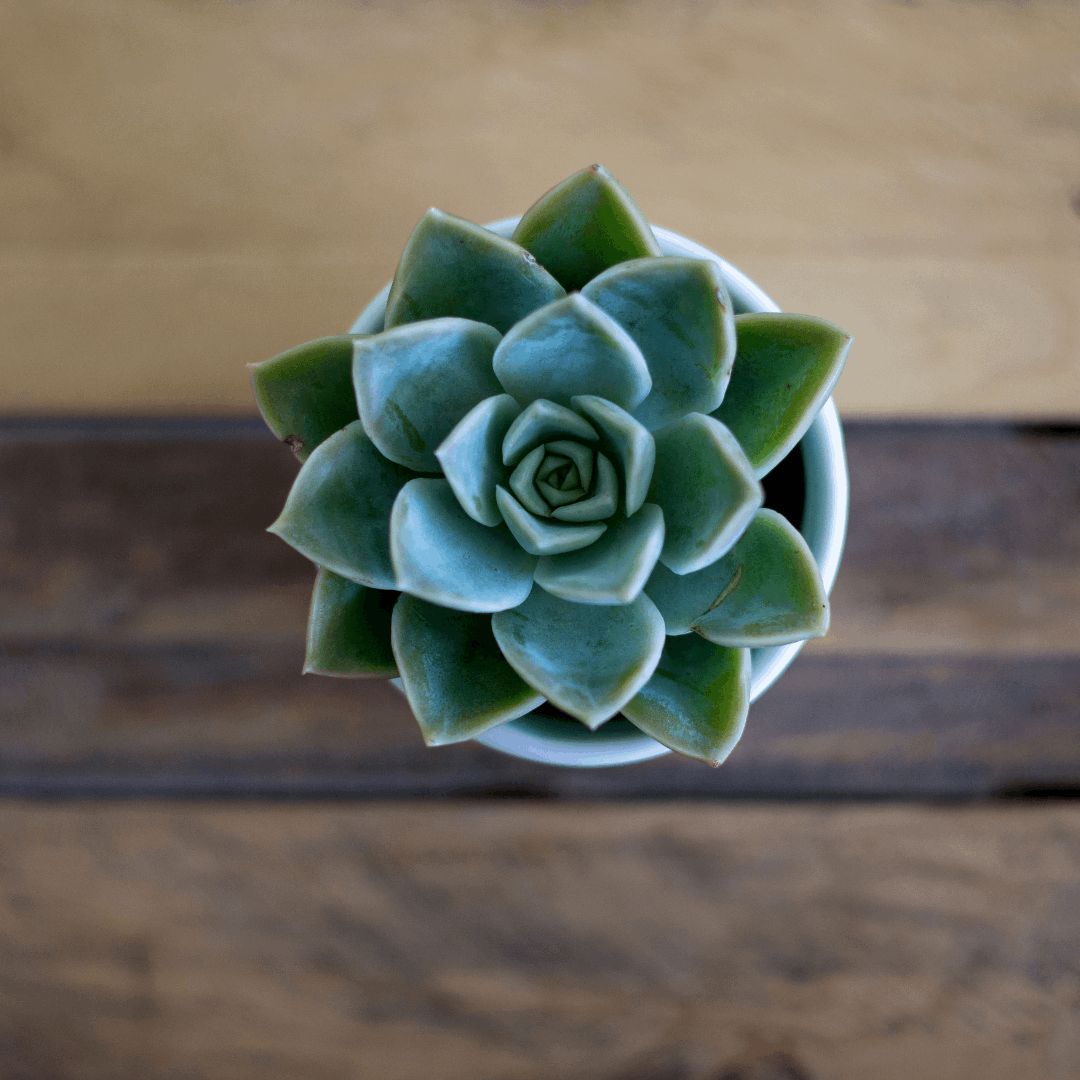 30 Assorted 1.5 Inch Colourful Assorted Succulents -  Event Favors - Www.Shopthatapp.com